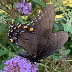 Meet your Posher, Marissa